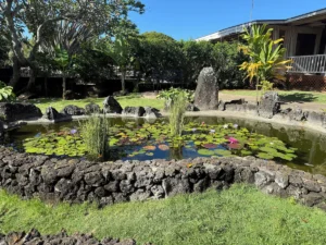 Beautiful kidney shaped koi pond with lily pads surrounded by lava rocks.